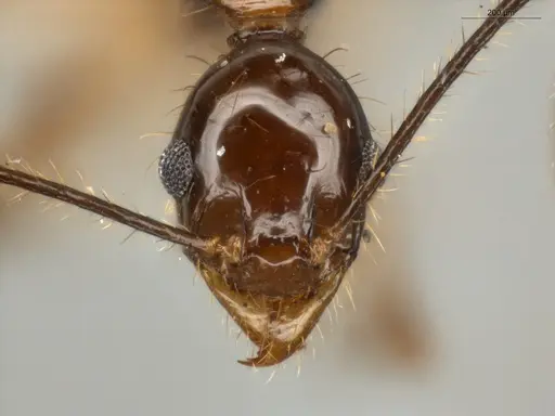 Pheidole lovejoyi - ECOFOG-IT14-0402-07