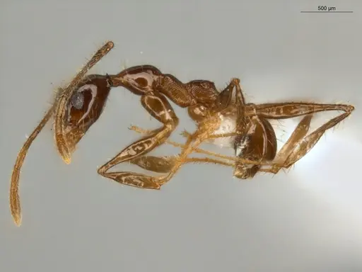 Pheidole lovejoyi - ECOFOG-IT14-0402-07