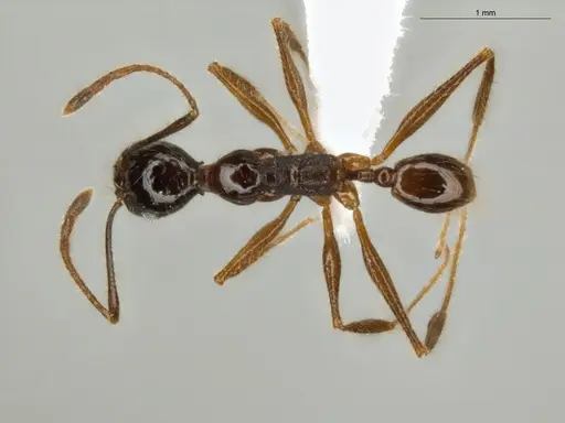 Pheidole lovejoyi - ECOFOG-IT14-0800-73