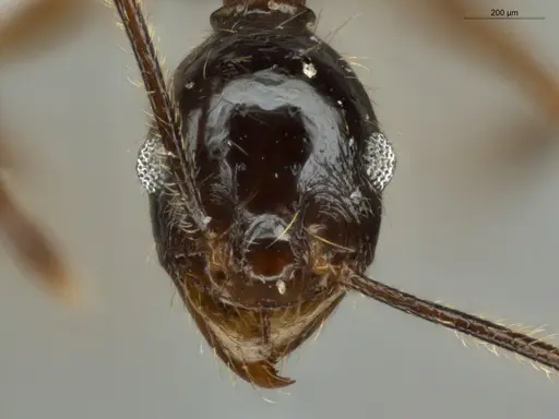Pheidole lovejoyi - ECOFOG-IT14-0800-73