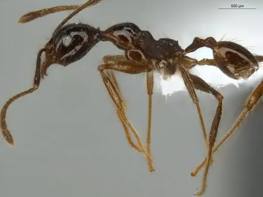 Pheidole lovejoyi - ECOFOG-IT14-0800-73