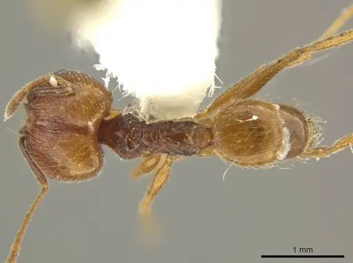 Pheidole lovejoyi - JTLC000016439