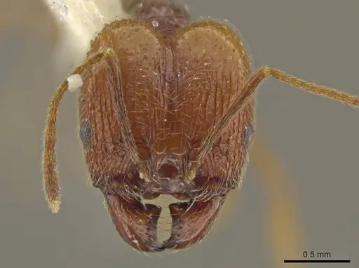 Pheidole lovejoyi - JTLC000016439