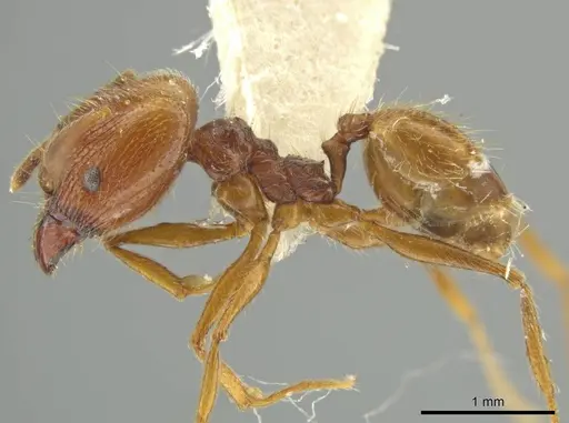 Pheidole lovejoyi - JTLC000016439