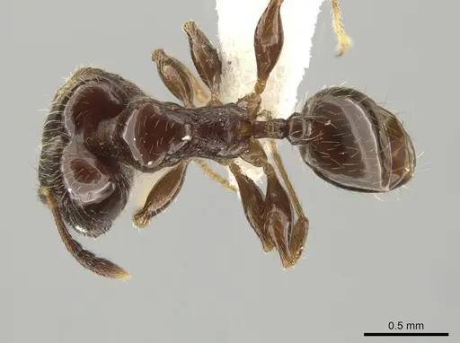 Pheidole lucaris specimen