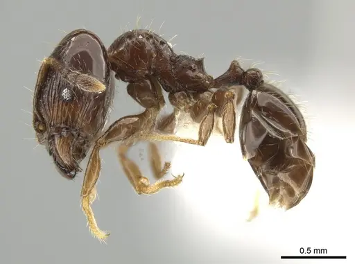 Pheidole lucaris specimen