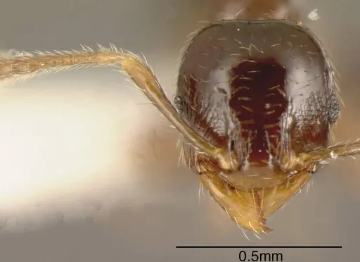 Pheidole lucaris - CASENT0635484