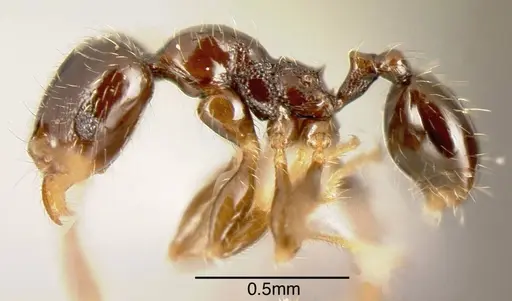 Pheidole lucaris - CASENT0635484