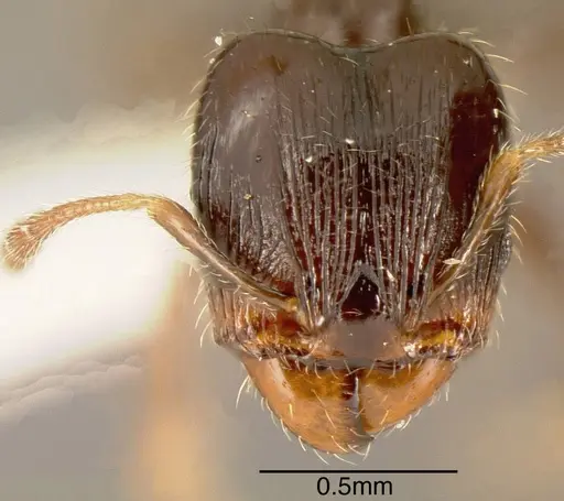 Pheidole lucaris - INBIOCRI001218047