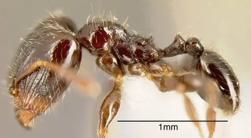 Pheidole lucaris - INBIOCRI001218047