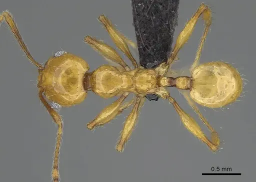 Pheidole lucida specimen