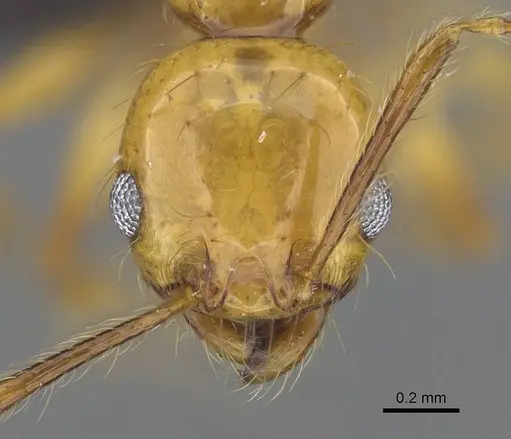 Pheidole lucida specimen