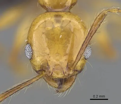 Pheidole lucida specimen