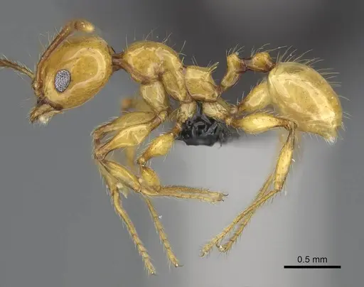 Pheidole lucida - CASENT0038341