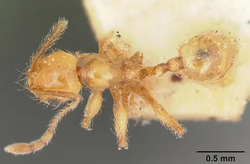 Pheidole lucida - CASENT0101624