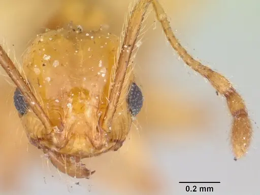 Pheidole lucida - CASENT0101624
