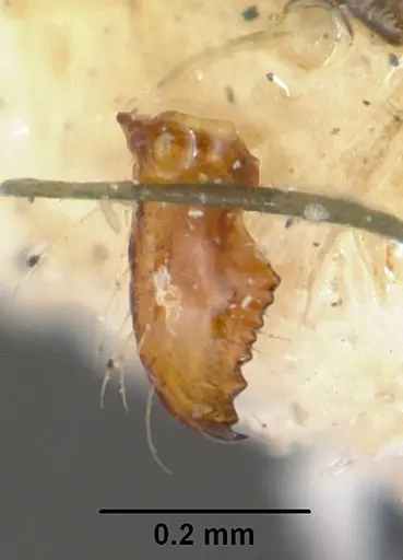 Pheidole lucida - CASENT0101624