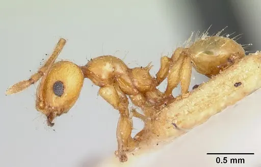 Pheidole lucida - CASENT0101624