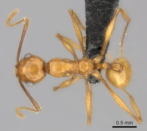 Pheidole lucida - CASENT0152028