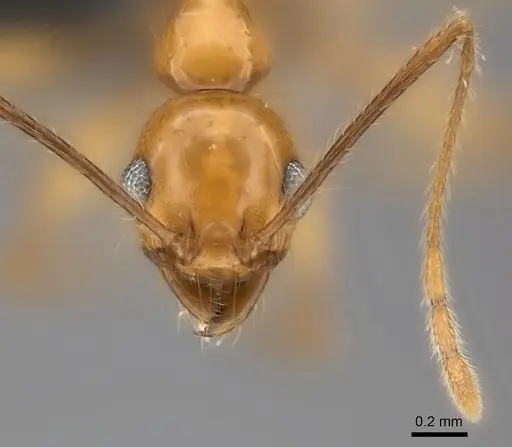 Pheidole lucida - CASENT0152028