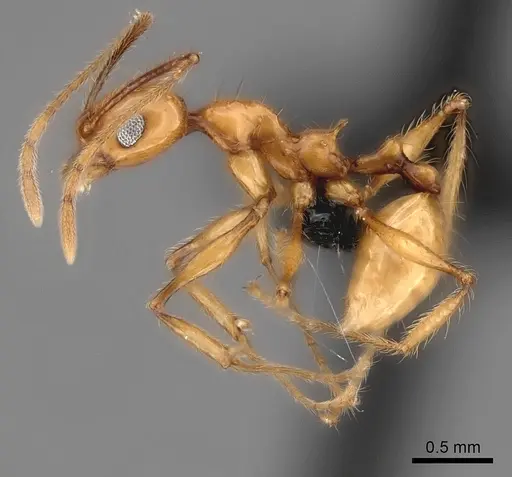 Pheidole lucida - CASENT0152028