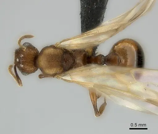 Pheidole lucida - CASENT0152295