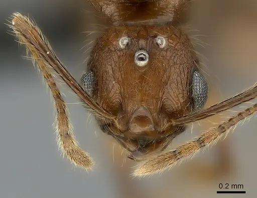 Pheidole lucida - CASENT0152295