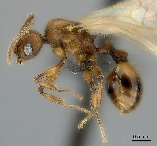 Pheidole lucida - CASENT0152295
