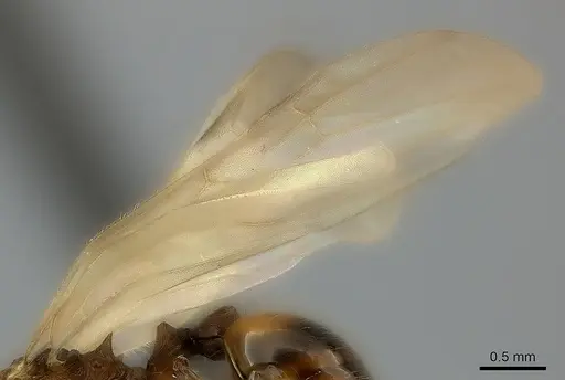 Pheidole lucida - CASENT0152295