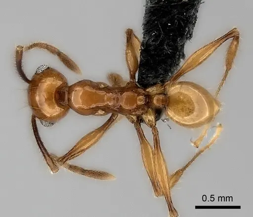 Pheidole lucida - CASENT0152296