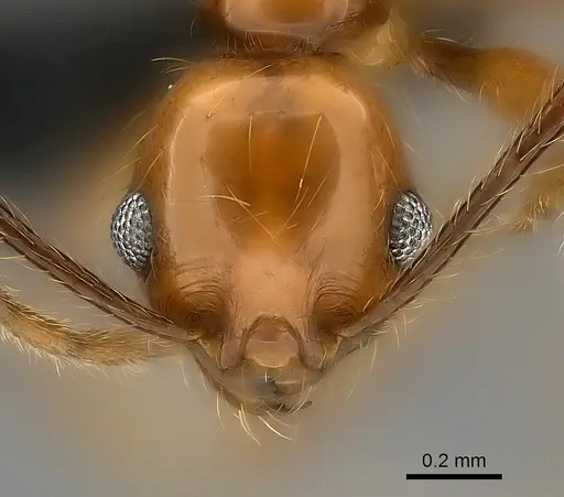 Pheidole lucida - CASENT0152296