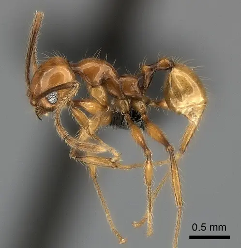 Pheidole lucida - CASENT0152296