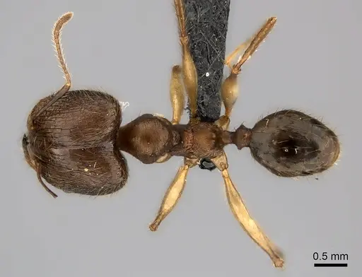 Pheidole lucida - CASENT0235058