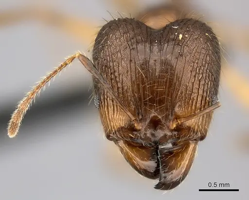 Pheidole lucida - CASENT0235058