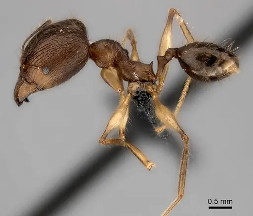 Pheidole lucida - CASENT0235058