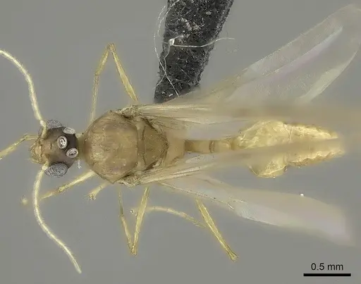 Pheidole lucida - CASENT0235069