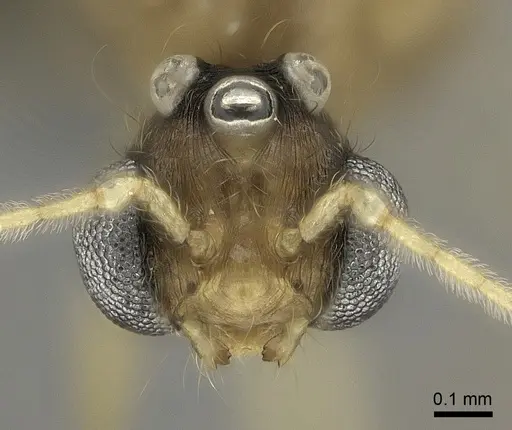 Pheidole lucida - CASENT0235069