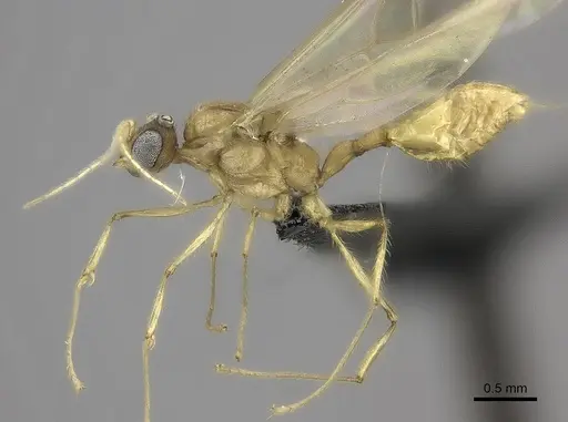 Pheidole lucida - CASENT0235069