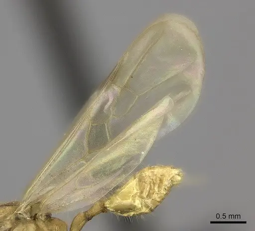 Pheidole lucida - CASENT0235069