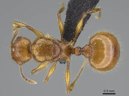 Pheidole lucida - CASENT0489034