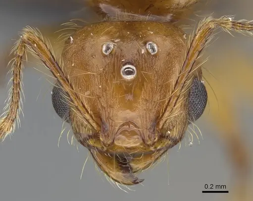 Pheidole lucida - CASENT0489034