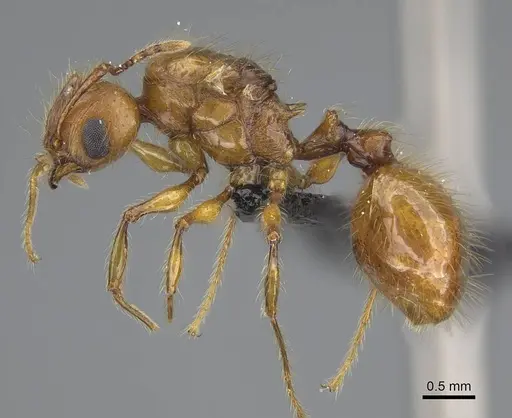 Pheidole lucida - CASENT0489034
