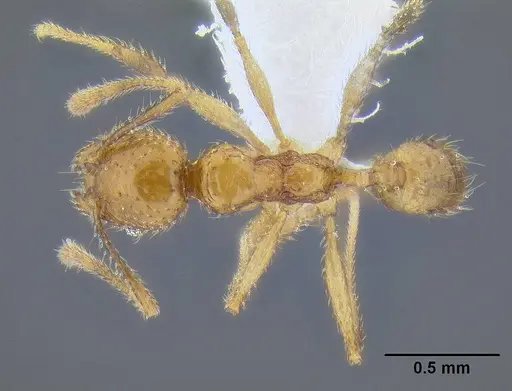 Pheidole lucioccipitalis specimen