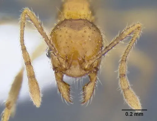 Pheidole lucioccipitalis specimen