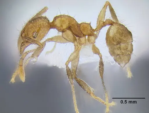 Pheidole lucioccipitalis specimen