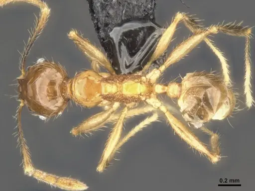 Pheidole lucioccipitalis - CASENT0284033