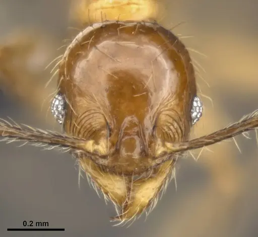 Pheidole lucioccipitalis - CASENT0284033