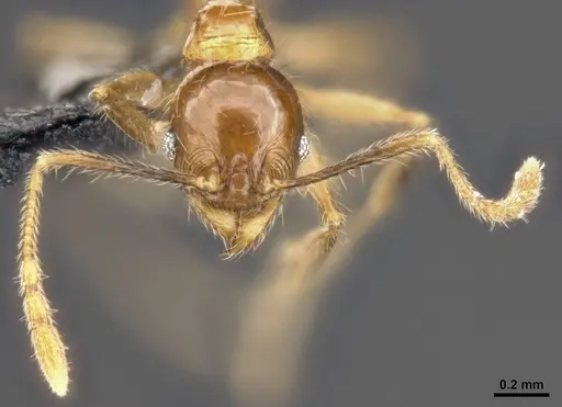 Pheidole lucioccipitalis - CASENT0284033