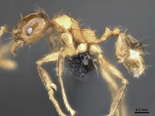 Pheidole lucioccipitalis - CASENT0284033