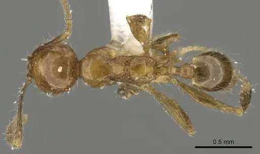 Pheidole lucioccipitalis - CASENT0901644